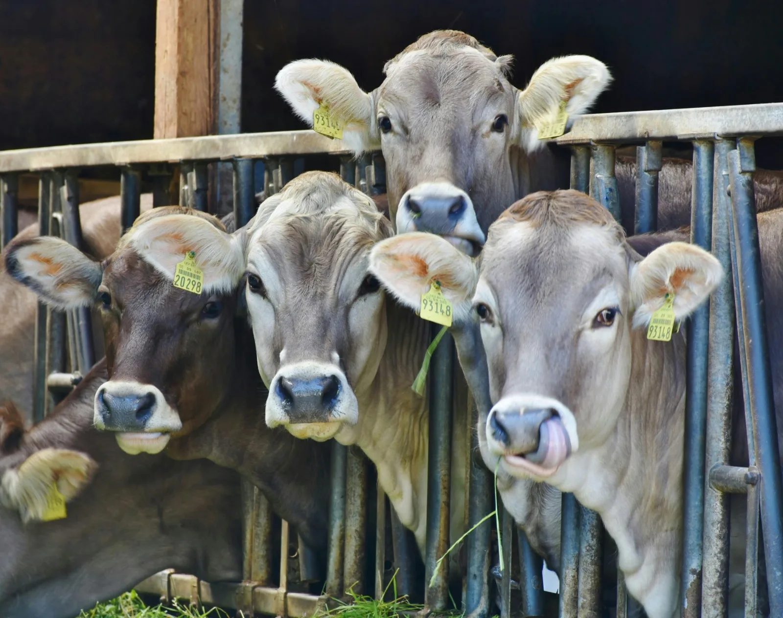 Brown and white cattle held at a galvanised head lock barrier, looking towards the camera
