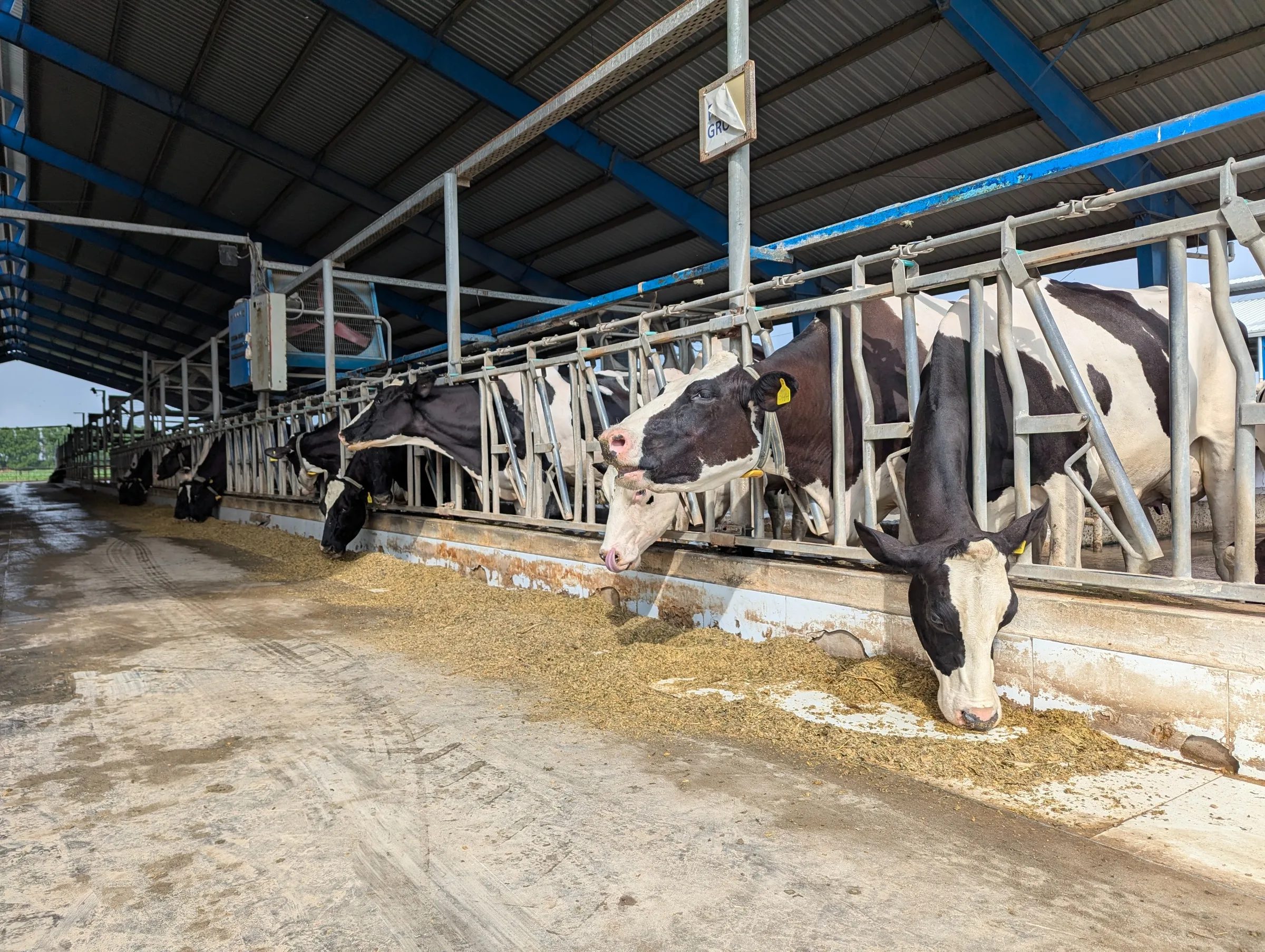 Cows feeding with their heads through a row of steel head locks along the feed bunk