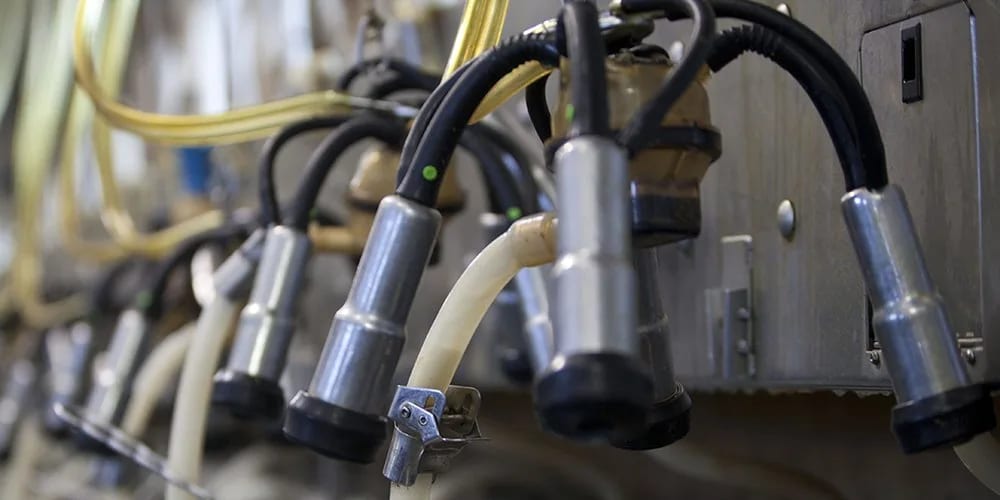 Close-up of stainless steel milking clusters and milk lines on a milking machine