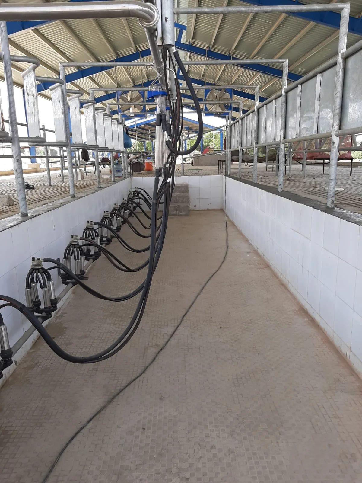 Inside a milking parlor, with milking clusters hanging above the pit