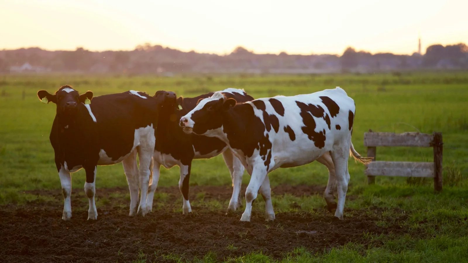 Two dairy cows grazing in a fenced pasture at sunset