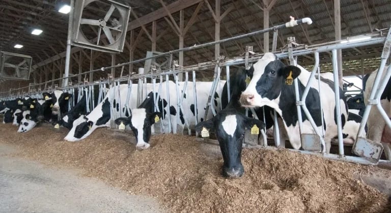 Row of Holstein cows feeding at the barrier inside a dairy shed