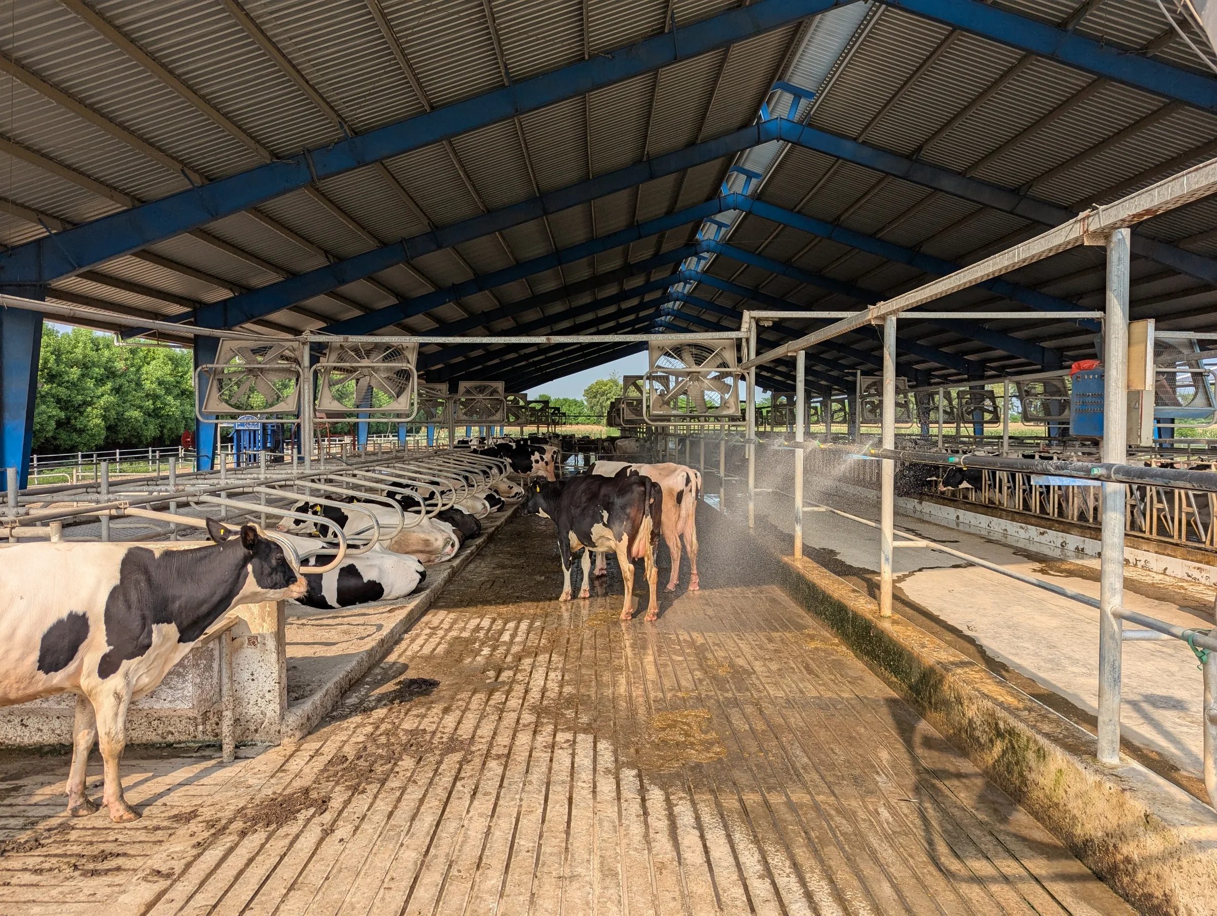 Cows feeding along the bunk inside a covered dairy shed while overhead misters run