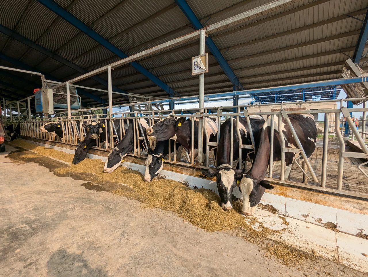 Holstein cows resting in bedded stalls inside a naturally ventilated dairy shed