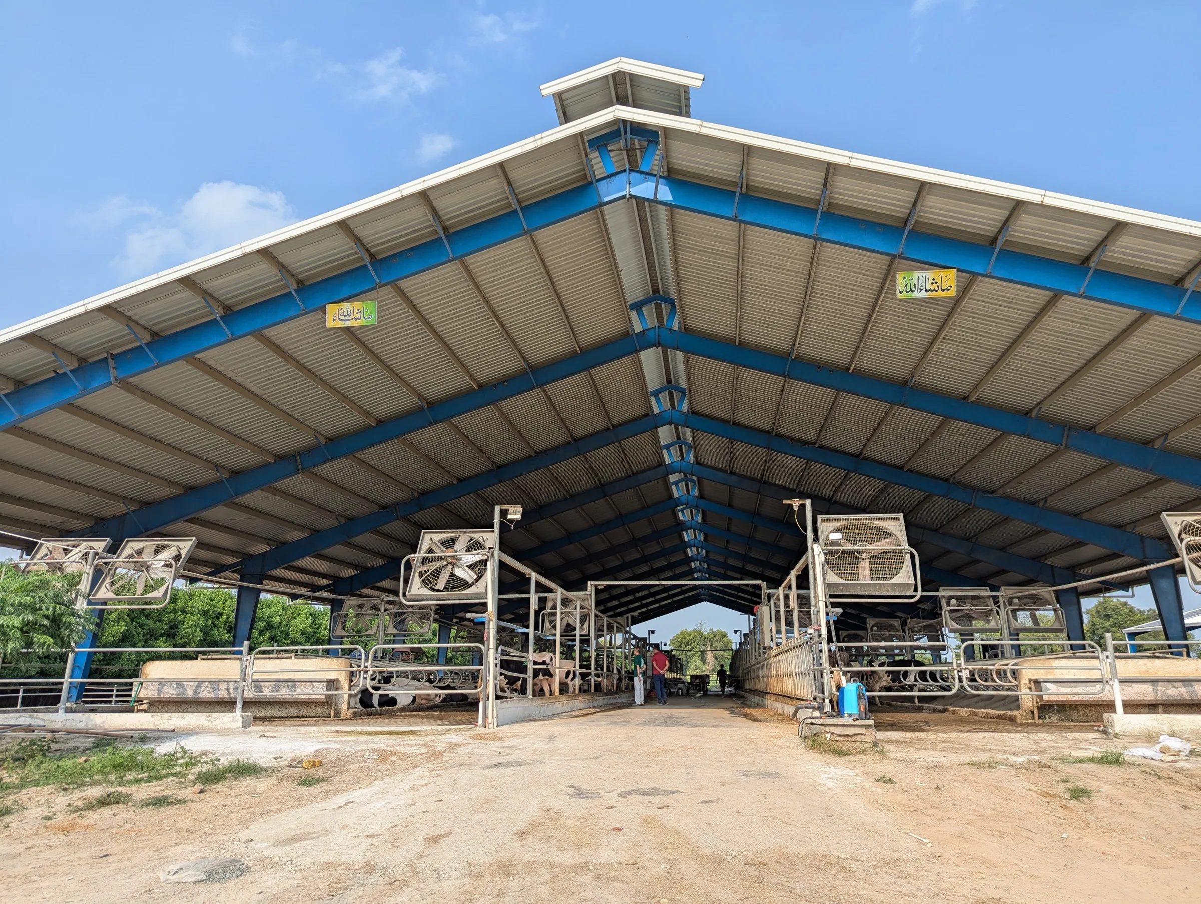 Open-sided dairy shed fitted with ceiling fans and a central feed alley